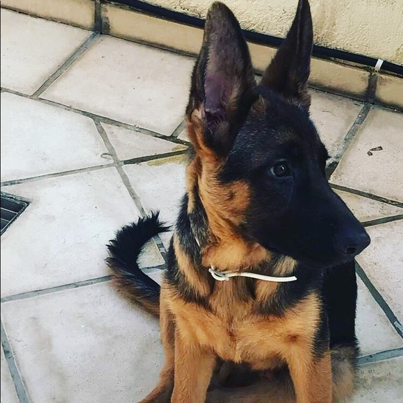 Meet your Posher, Anastasios - Picture 1 of 1